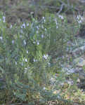 Apalachicola false rosemary